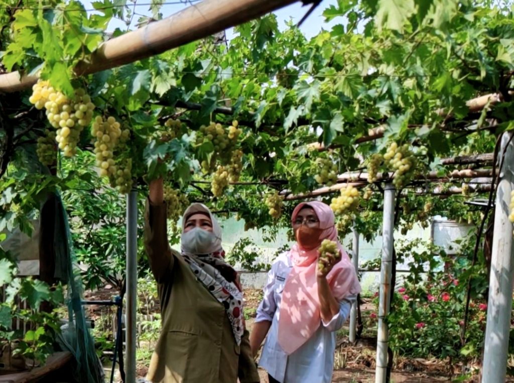 Kebun Anggur Varietas Belgia di Kota Pasuruan
