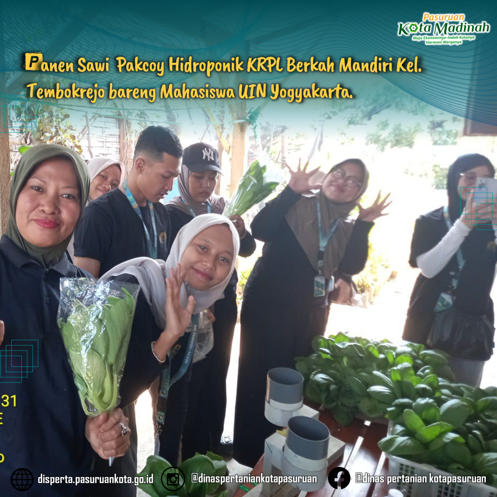 Panen Sawi  Pakcoy Hidroponik KRPL Berkah Mandiri Kel. Tembokrejo Bareng Mahasiswa UIN Yogyakarta.