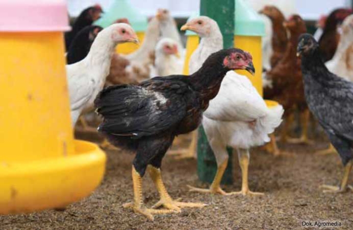 ternak ayam joper 500 ekor